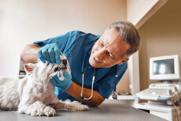 Best Pediatric Emergency Dentist in Rancho Viejo, TX